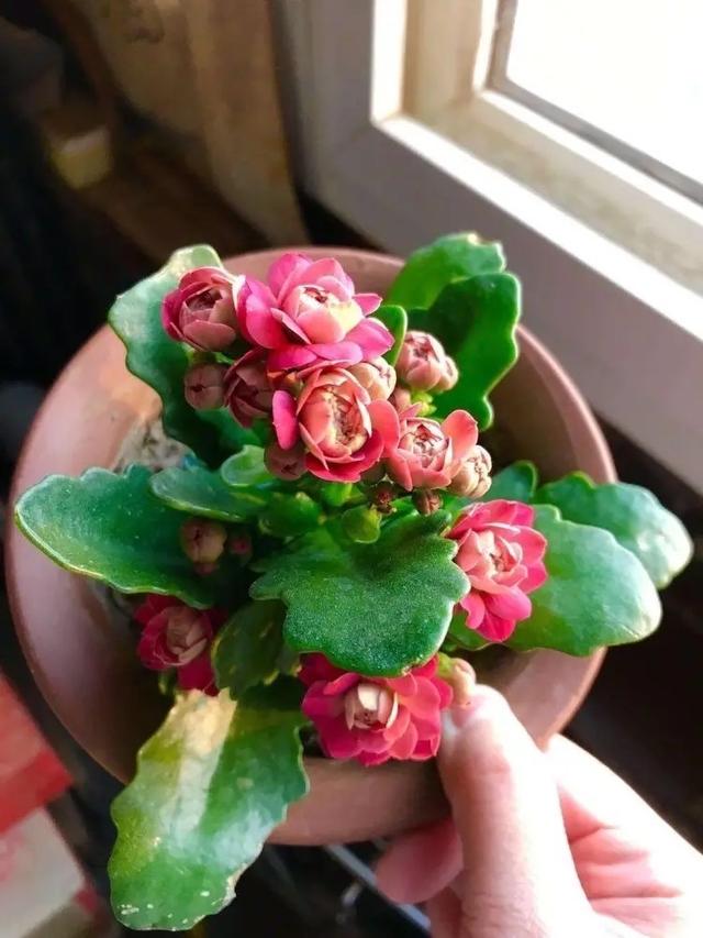 长寿花的寓意也非常好,象征着健康平安长寿,安康吉祥如意,长寿花很好