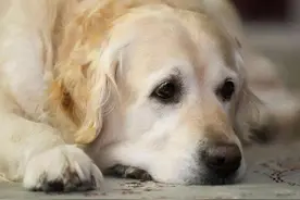 狗狗为什么会得膀胱结石？怎么治疗比较好？一定要手术吗？图片