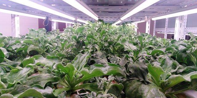 冰菜生物学特性及气雾培生产技术