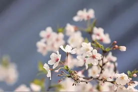 动海报 | 百米樱花大道 满屏春光灿烂图片
