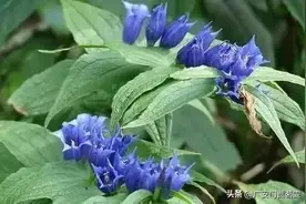 “痔疮草”，能治痔疮、湿疹，价值非常珍贵图片