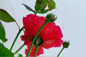 心理学，越是爱你的男人，越懂得自我“克制”图片