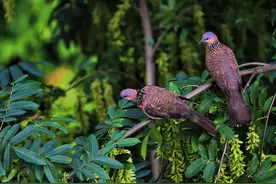 斑鸠在哪里筑巢？农村很常见的斑鸠，为何却很少看到它们的巢穴？图片