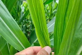 玉米去了头，力气大如牛，玉米怎样去头才能高产图片