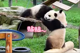 大熊猫渝可渝爱互动场景太有爱啦！图片