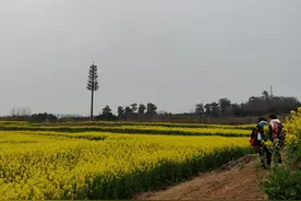 油菜熟了！环城生态公园开启春收季图片