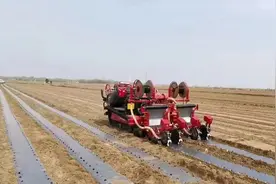 德州市农科院：无人驾驶辣椒播种机助辣椒产业智能化发展图片