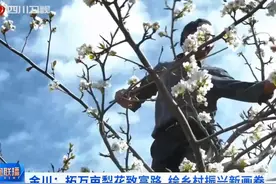 拓万亩梨花致富路，绘乡村振兴新画卷｜年年金川赏梨花 今年的花海尤其特别图片