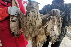 最凶猛猫头鹰在河北偷鸡被抓，农户只能无奈放生，损失谁来赔偿？图片
