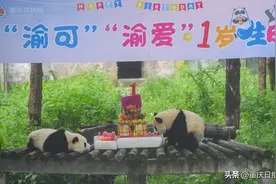 图片新闻 | 重庆动物园大熊猫双胞胎兄妹“渝可”“渝爱”满周岁图片