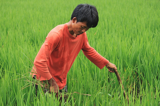 中央定调！肥料即将大变天！农民要提前做好这些准备