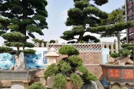 ​想在院子种树，不妨考虑这几款，皮实寓意好，还能改善环境图片