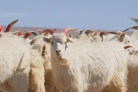 羊毛、羊绒傻傻分不清？5大不同点了解一下图片