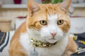 养猫专家告诉大家：猫咪的雷区，千万不要踩图片