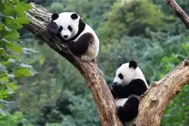 印度向中国租借熊猫，多次被拒后，直接自己“生产”了熊猫图片