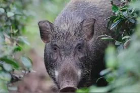 「户外安全」野外突遇野猪如何自救图片