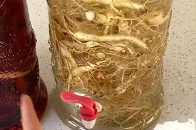 蛇的生存力有多惊人？泡在酒里一年还活着，它究竟怎么做到的？图片