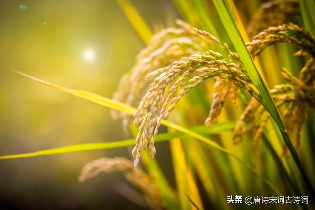 丰收在望，欢喜满怀