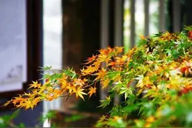 “秋风凉，多吃鱼”，这5种鱼记得吃，味道鲜美价不贵图片