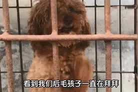 狗肉馆里的一只泰迪，冲着路人不停作揖：可以帮帮我吗？图片