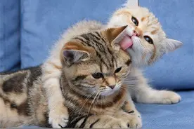 这几种猫咪从不拆家，更不会乱拉乱尿，你家有吗？图片