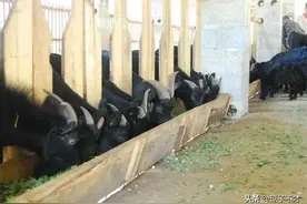 农民种草养羊，一亩地的牧草可以供养多少只羊？图片