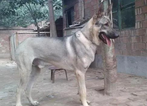 1939年日军“狼狗部队”无人可挡，董翰良猛拍大腿：怎么把它忘了