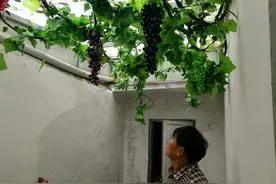 越来越多的庭院见不到葡萄架了，原来有6个缺点，网友：很赞同图片