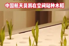 太空水稻回家了！它的“后代”变化很大，吃起来是什么口感？图片