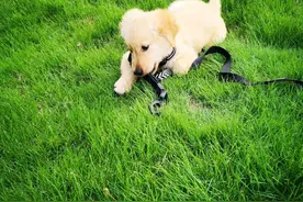 犬细小病毒初期，在家可以治疗，我家金毛不点好了图片