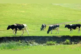 胖兽医说牛流行热图片