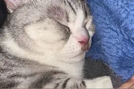 好惨，又出事了！猫咪进洗衣机洗10分钟后丧命……图片