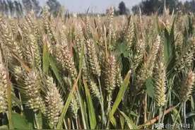 小麦品种：千粒重高，非常重要！根多又根长=抗旱又高产图片