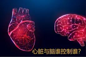 到底是心控制脑还是脑控制心脏，斯坦福大学科学家给出了答案图片
