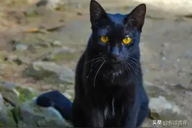 “养猫有个屁用？”“猫能救命！”图片