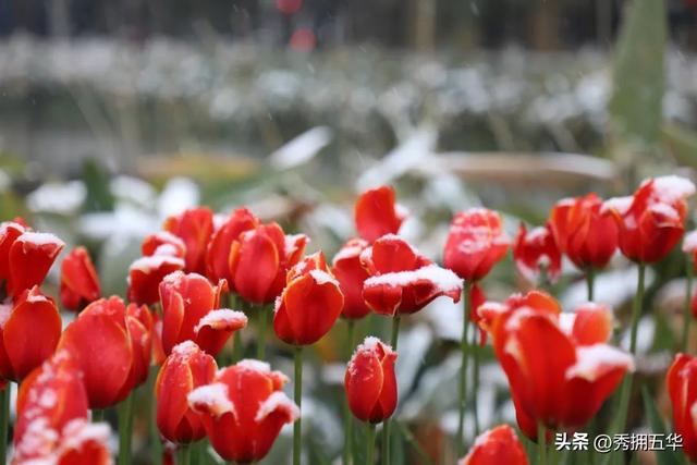 ���⣡��ɽ�ֵ���������Ӱ���н����������������������ͼ��diu��������