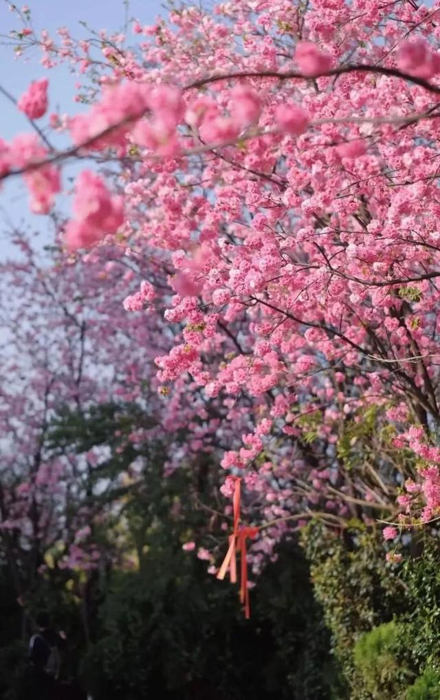 春游云南丨春天来楚雄，赏花、拍花、吃花！