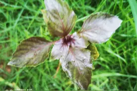 人生自古伤离别，100句不舍离别的诗句图片