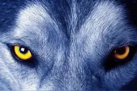 野狼为什么要吃掉刚出生的亲生狼崽，大自然残酷的现实图片