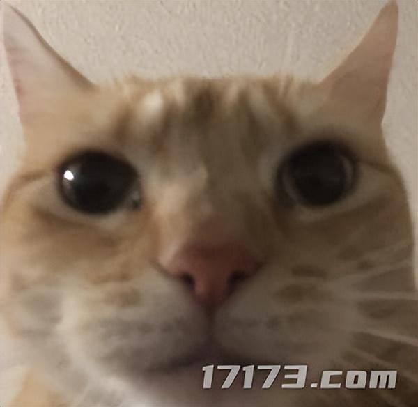 太癫了！千万玩家集体「指猫为鼠」，还成了腾讯王牌游戏的新宠儿