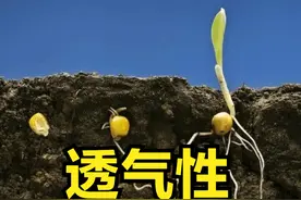 为了解决土壤的“透气性”，我们做的这些“好事”，却变成了坏事图片