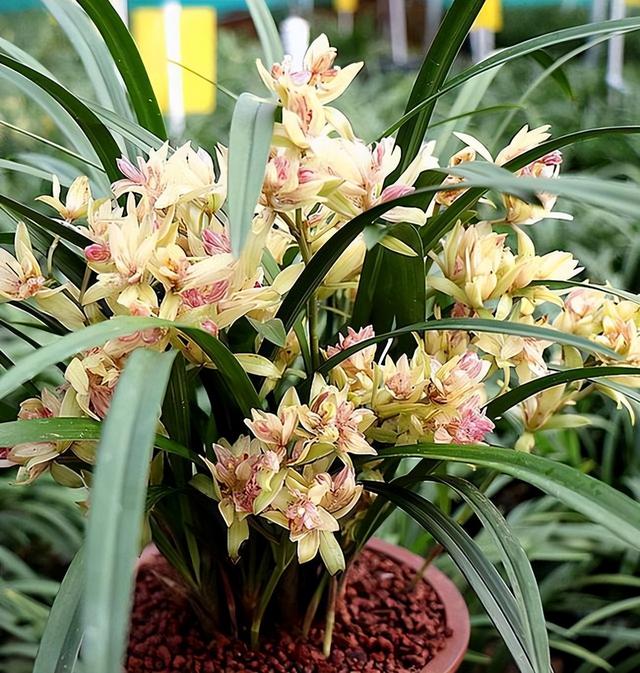 农村种植兰花花卉视频(一木花卉兰花讲解视频)-措必培