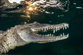 1945年，日本侵略者从缅甸溃败，居然丧命于鳄鱼之口！图片