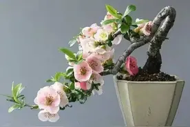 历代非常才女爱情之王昭君图片