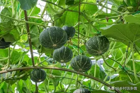 南瓜、丝瓜、甜瓜、西瓜如何整枝和打顶？一次教会你，别盲目管理图片
