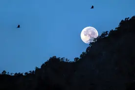 张继名篇《枫桥夜泊》，“月落乌啼”中的“乌”，到底指的是什么图片