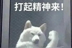 狗子搞笑表情包图片