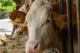 小心，养牛千万要注意口蹄疫，牢记这几点图片