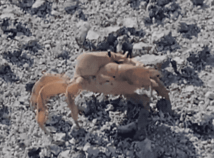 33张令人毛骨悚然的生物照：诡异山羊如人一般站立，眼神深邃