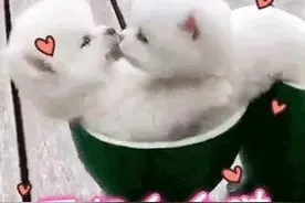 爱你么么哒表情包图片